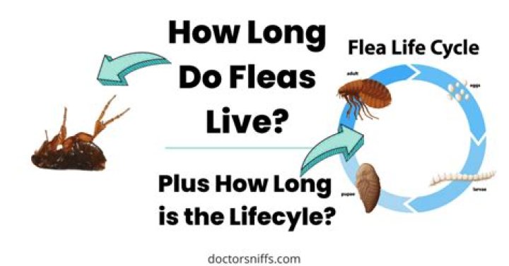 How long can a pitcher take between pitches?