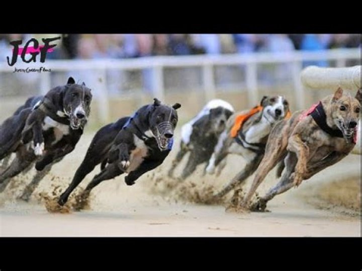 How long is a dog race?