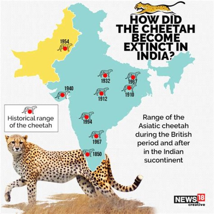 How many cheetahs are left in the world 2021?