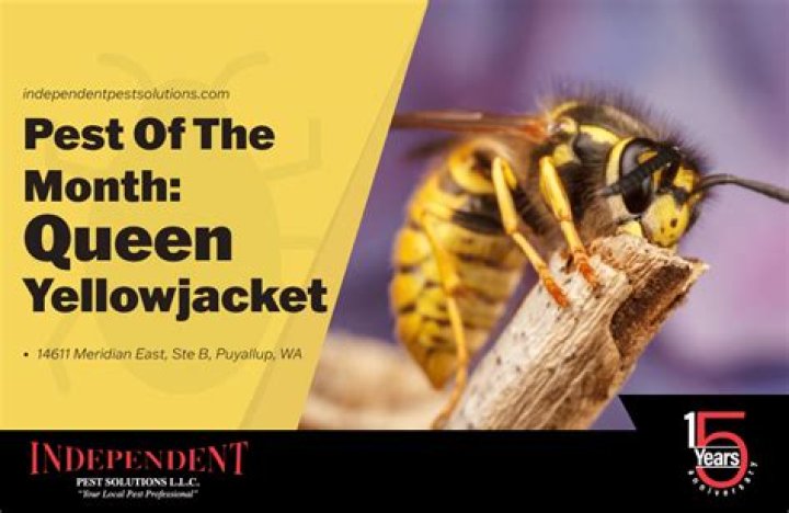 How many eggs does a yellow jacket queen lay?