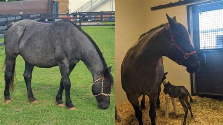 How many foals did Shergar sire?