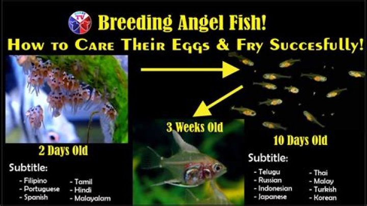 How many times can angelfish lay eggs?