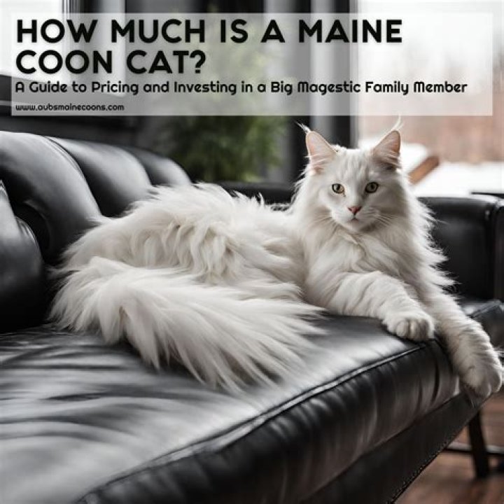 How much is a Maine Coon?