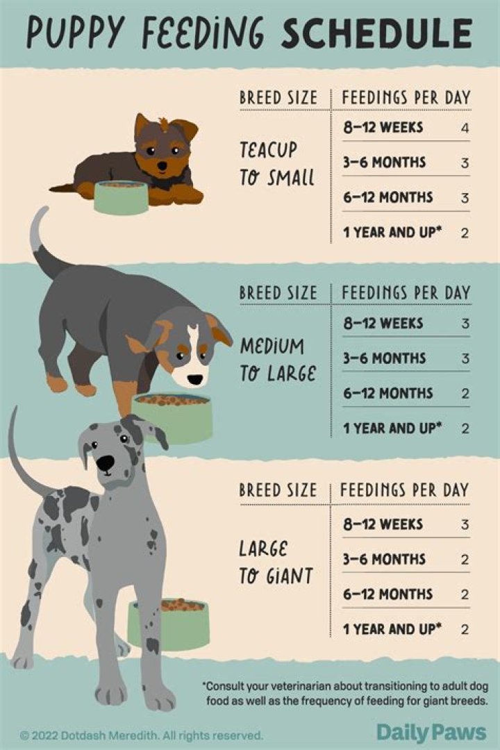 How often should you wake a puppy to pee?