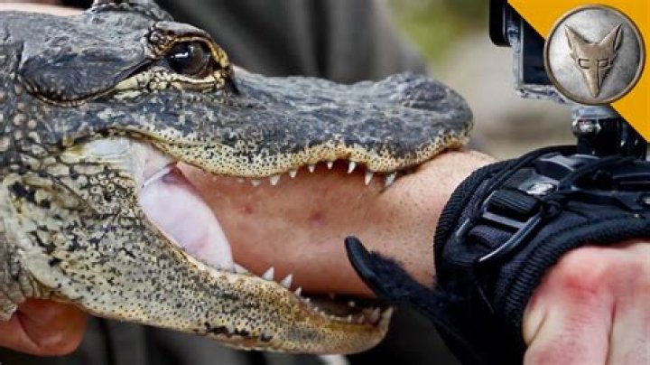 How strong is an alligator bite?