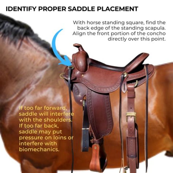 How wide should my saddle be?