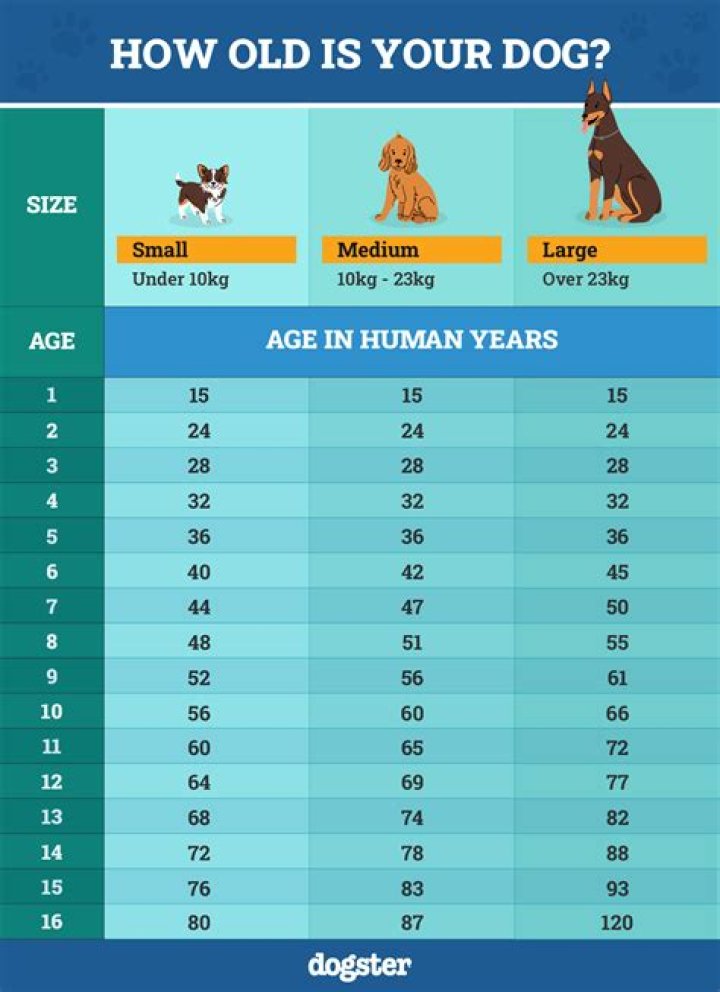 Is 12 old for a dachshund?
