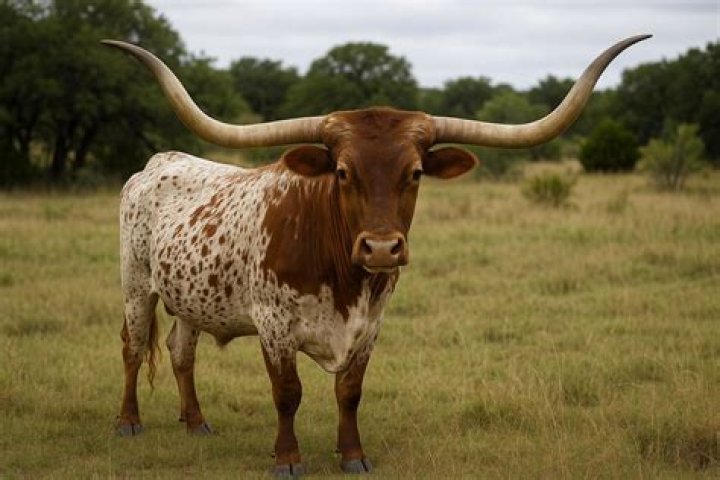 Is a Texas Longhorn a beef or dairy cow?