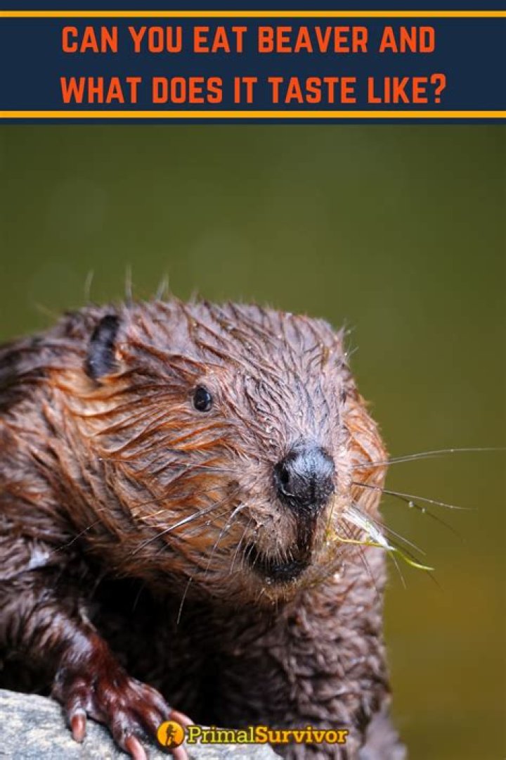 Is beaver meat good eating?