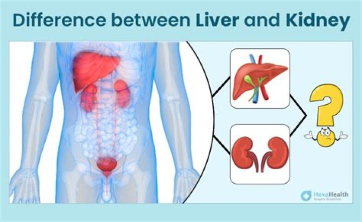 Is Benadryl processed by the liver or kidneys?