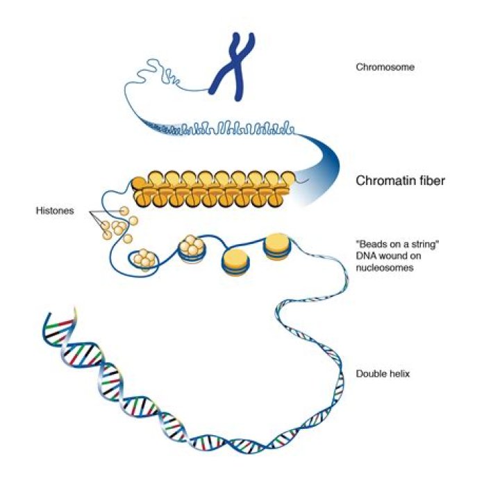 Is chromatin made of DNA?