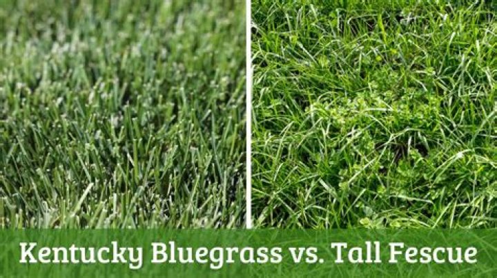 Is fescue or Kentucky bluegrass better?