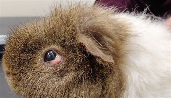 Is it OK if guinea pigs one eye is watery?