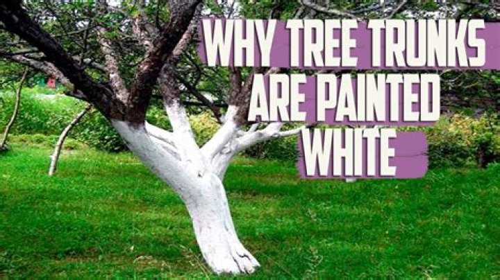 Is it OK to paint tree trunks?