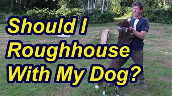 Is it OK to wrestle with your dog?