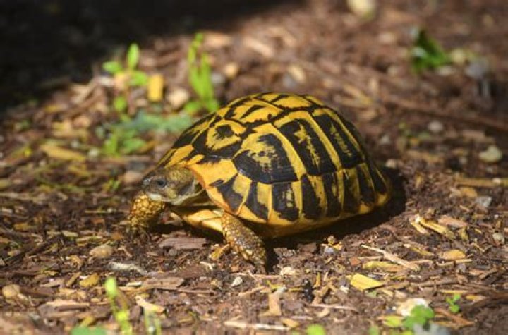 Is turtle good for home?