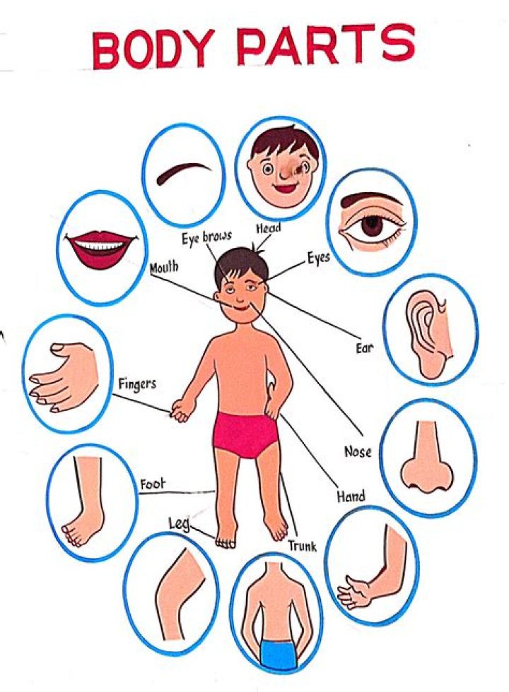On which part of the body will you find knuckles?