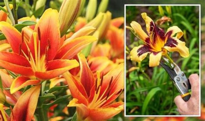 Should daylilies be cut back in the fall?