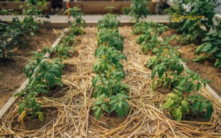 Should you cover your garden with straw for the winter?