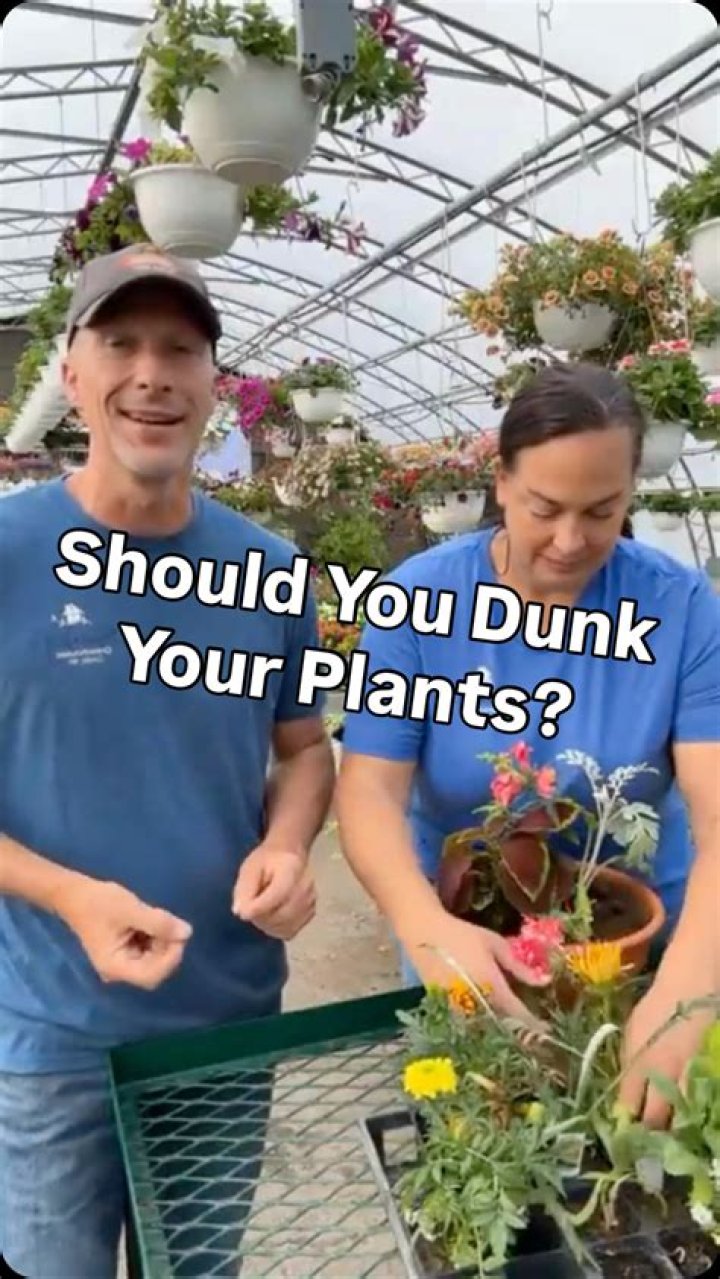 Should you dunk your baby underwater?