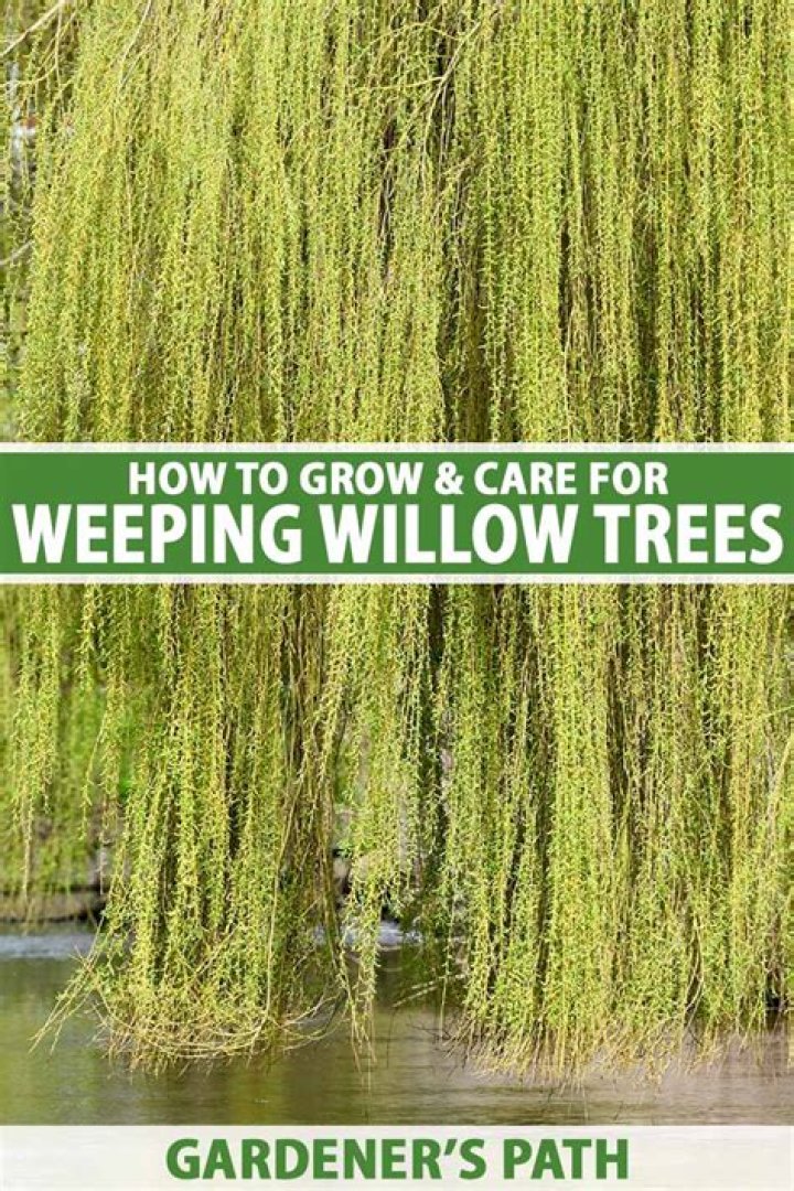 Should you mulch around a weeping willow?