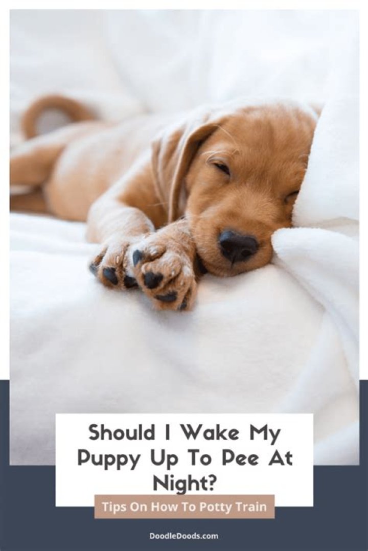 Should you take puppy out middle night?