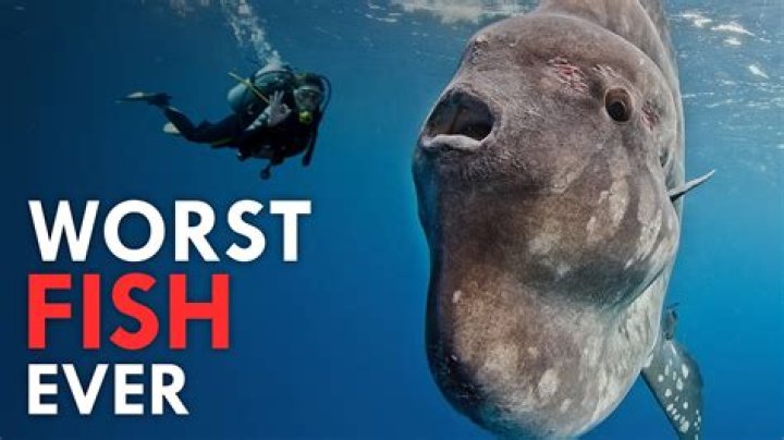 What's a sunfish look like?