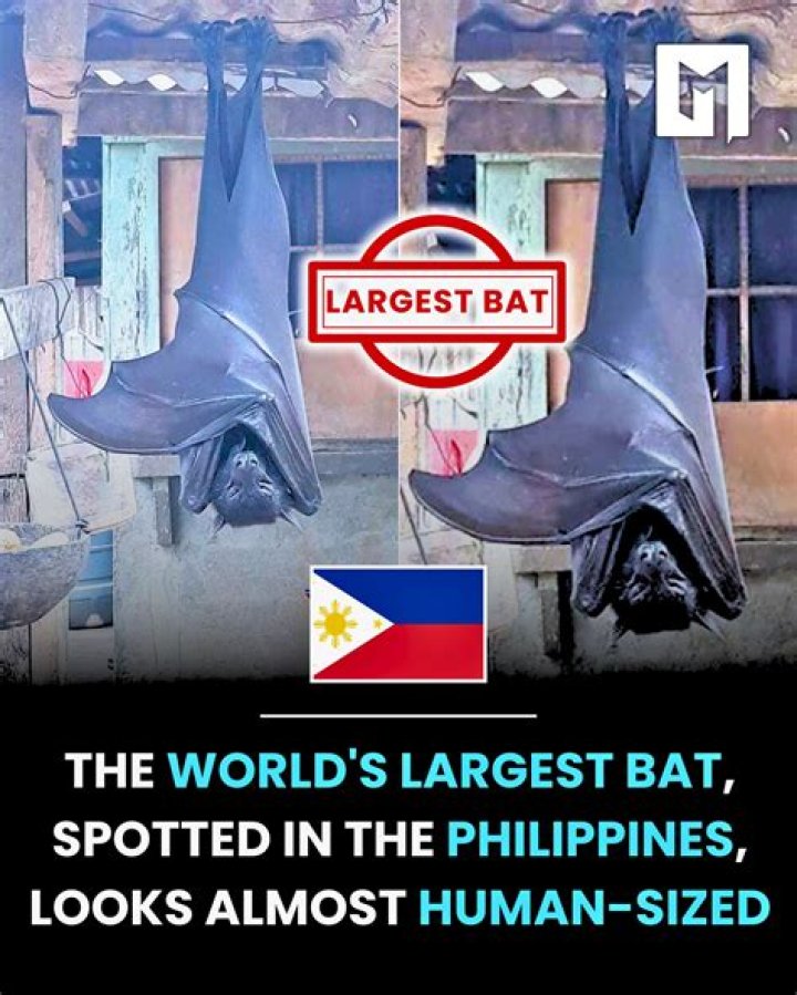 What's the largest bat in the world?