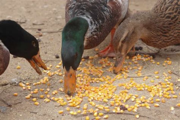 What animals eat corn feed?