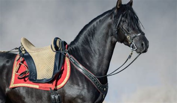 What are Andalusian horses used for?