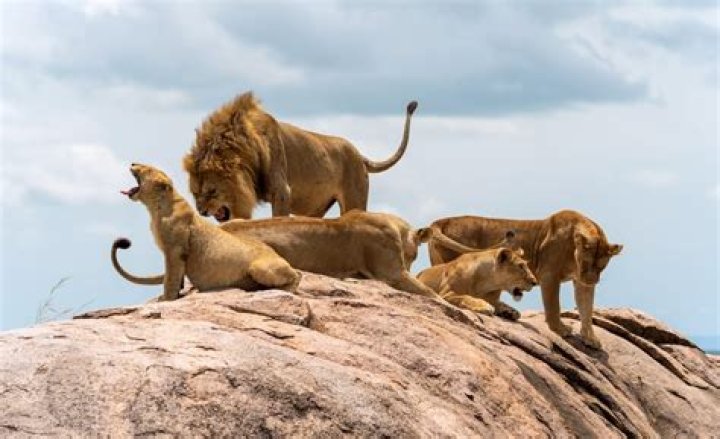 What are lions killed for?