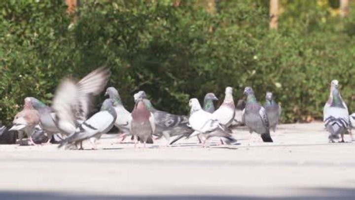 What are pigeons afraid of?