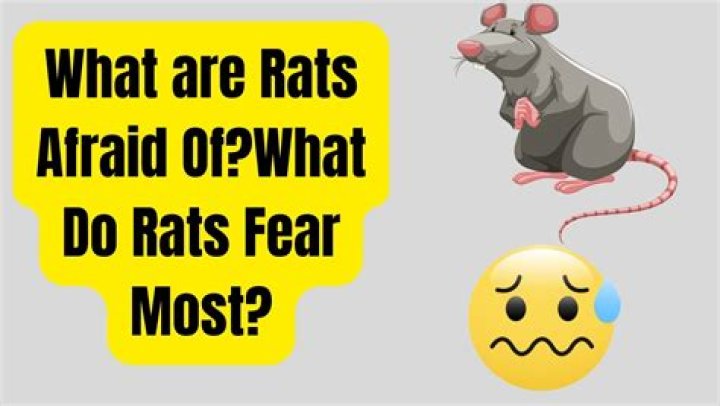What are rats afraid of?