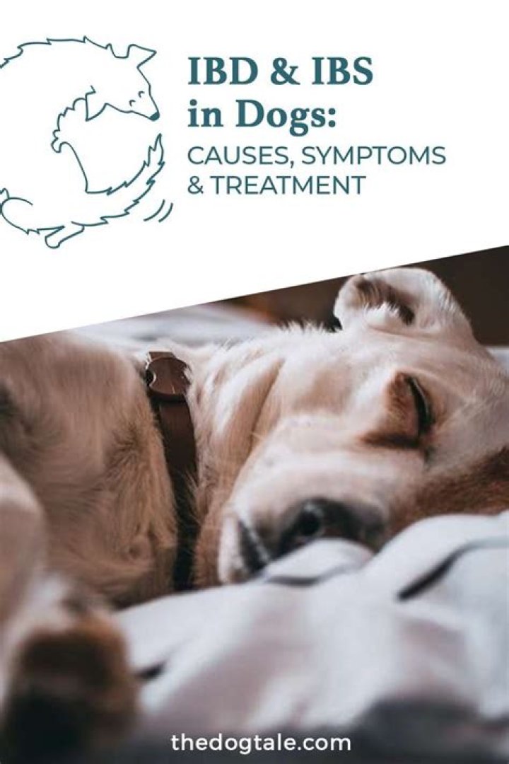 What are the signs of IBS in dogs?