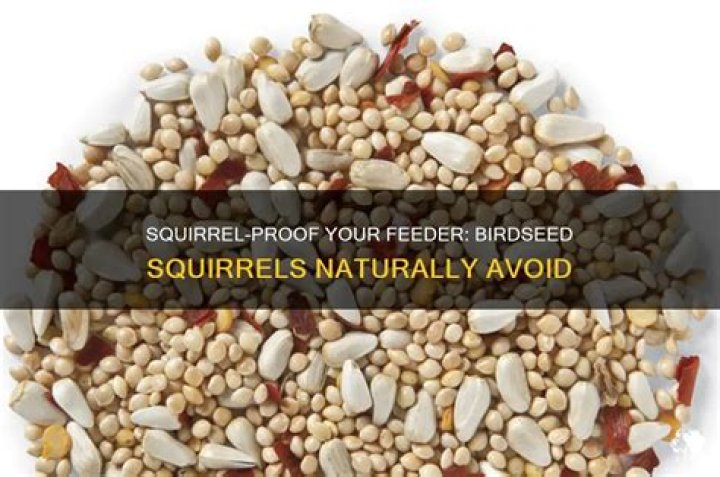What birdseed do squirrels not like?