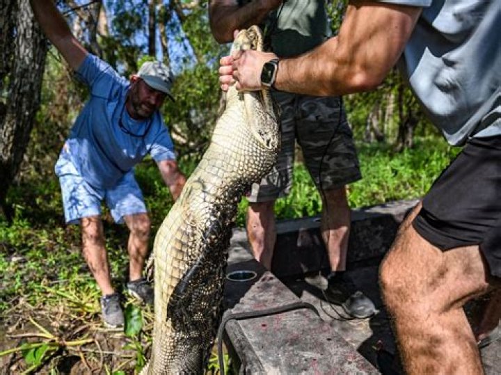 What caliber is best for alligator hunting?