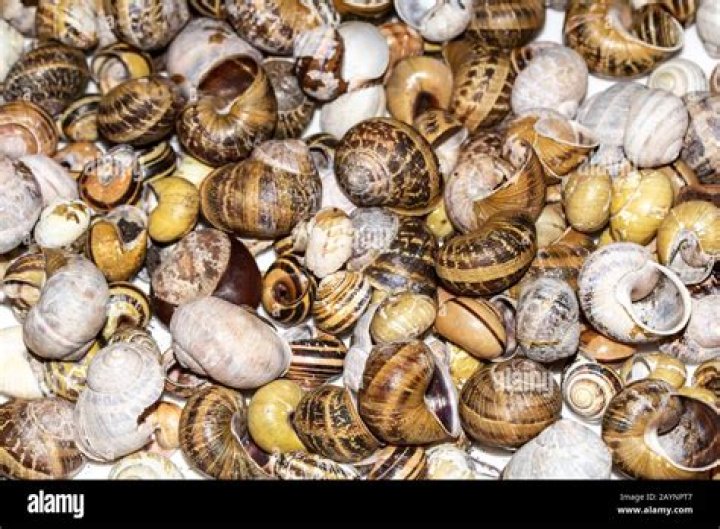 What can I do with empty snail shells?