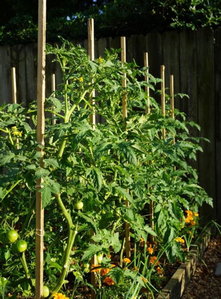 What can I use for tall tomato stakes?