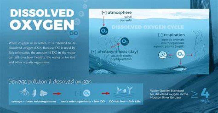 What can make dissolved oxygen go down?