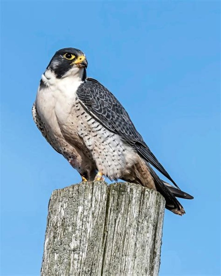 What color is a falcon?