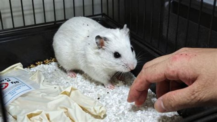 What diseases can hamsters give you?
