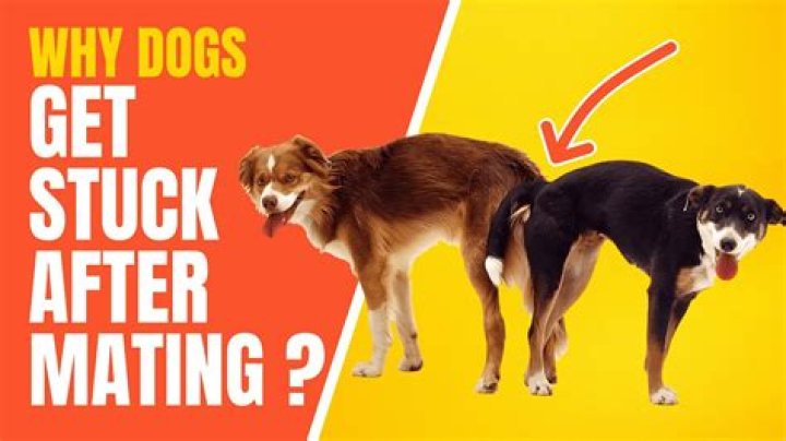 What do dogs do when they get embarrassed?