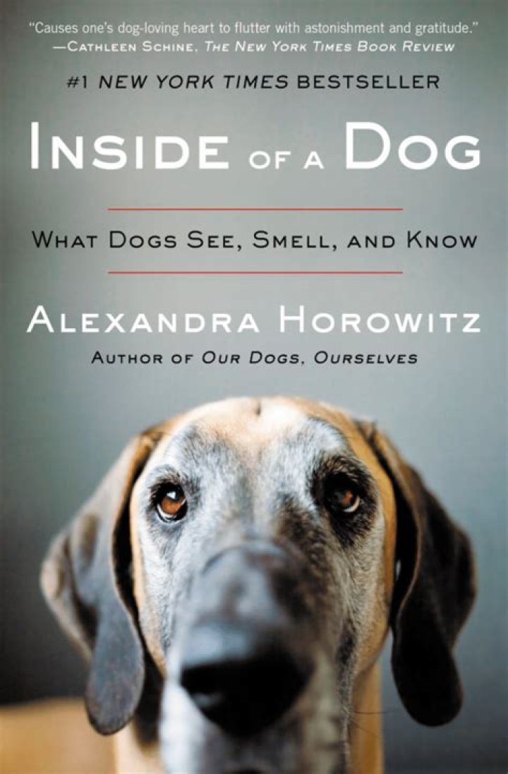 What do dogs think about all day?