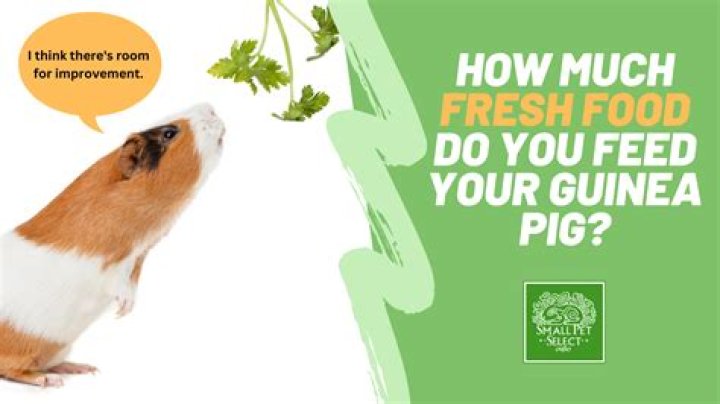 What do you feed a rat in a pinch?
