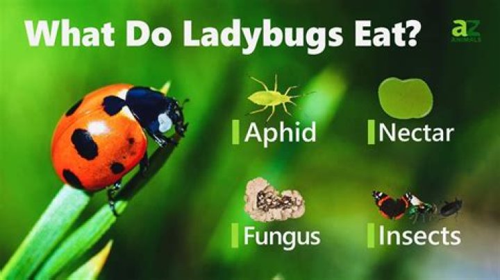 What does a ladybug drink?