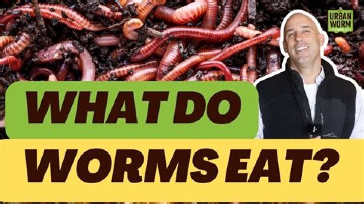 What does a worm taste like?