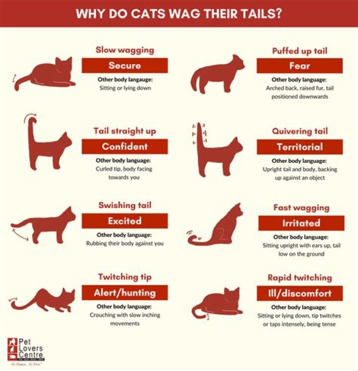 What does cat yowling mean?