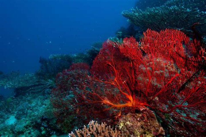 What does Coral belt mean?