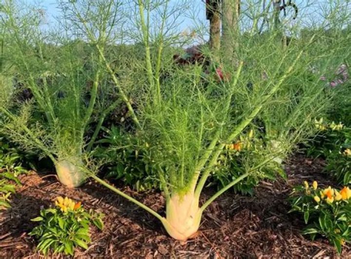 What does fennel cure?