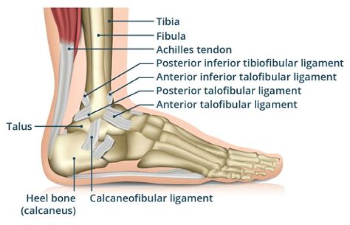 What does fluid in the ankle joint mean?